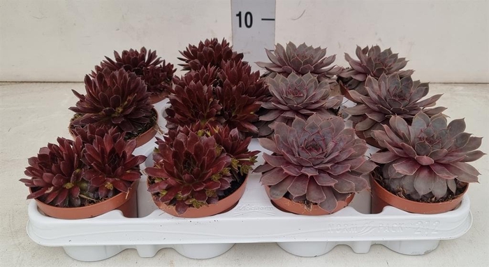 <h4>Sempervivum   ...</h4>