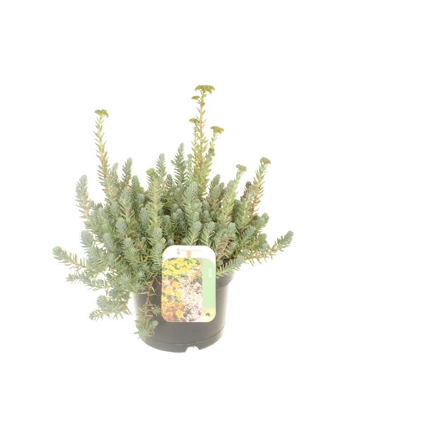 <h4>Sedum reflexum</h4>