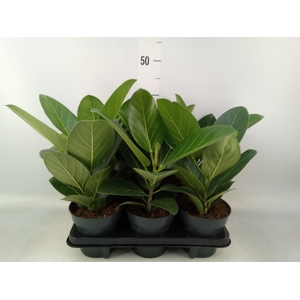 Ficus benghalensis 'Audrey'
