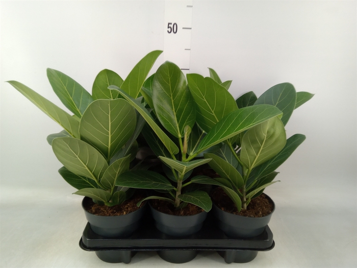 <h4>Ficus benghalensis 'Audrey'</h4>