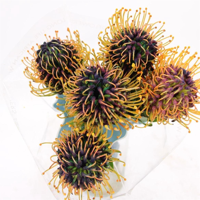 <h4>Leuco Jelena Purple</h4>