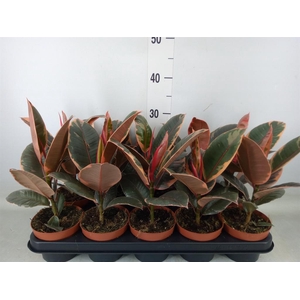 Ficus elastica 'Belize'