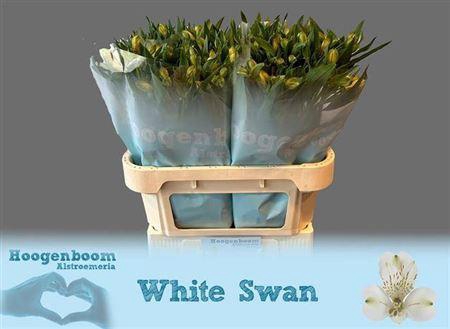 <h4>Alstroemeria White Swan</h4>
