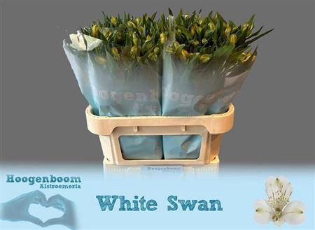<h4>Alstr White Swan</h4>