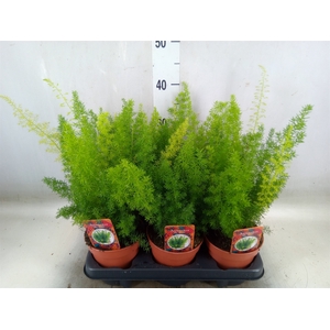 Asparagus dens. 'Meyers'
