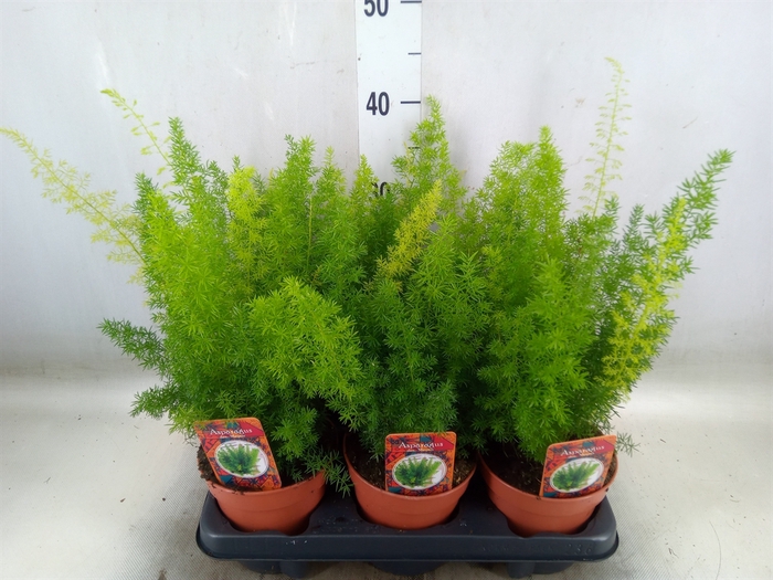 <h4>Asparagus dens. 'Meyers'</h4>