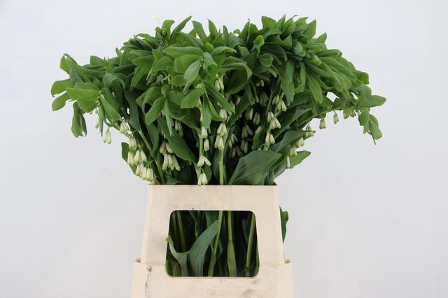 POLYGONATUM MULTIFLO