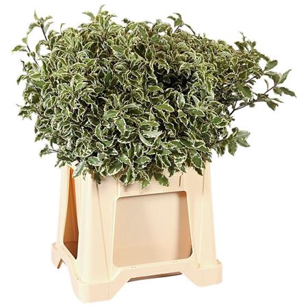 <h4>Pittosporum Nigra</h4>