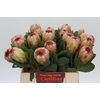 Protea Grandicolor
