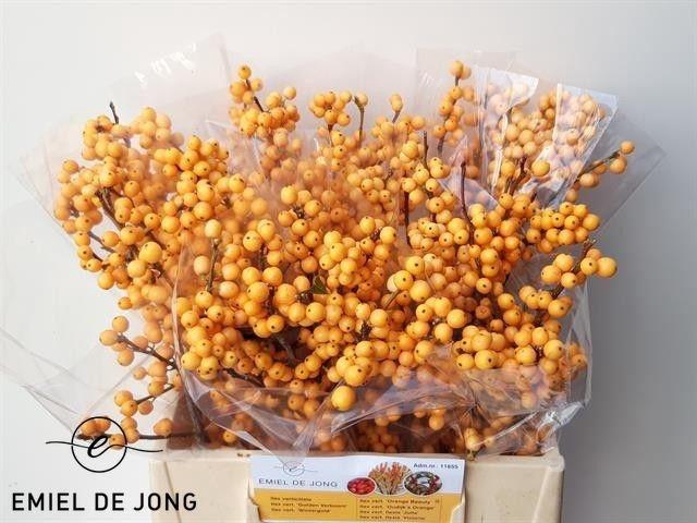 <h4>ILEX VE GOLD VERBOOM</h4>