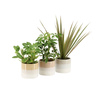 7503182: Solutionss Retreat Groenmix Greenss
