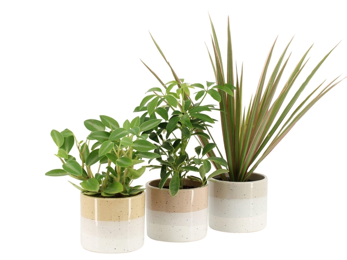 <h4>7503182: Solutionss Retreat Groenmix Greenss</h4>