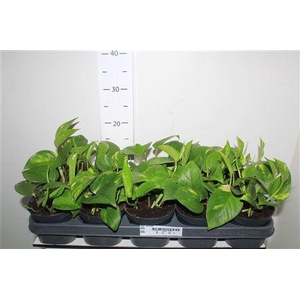 Epipr Aureum