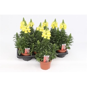 Antirrhinum Dragon Majus geel