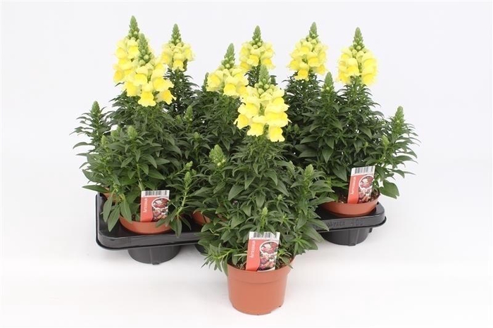 <h4>Antirrhinum Dragon Majus geel</h4>