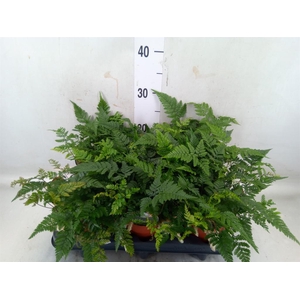 Humata griffithiana var. tyermannii