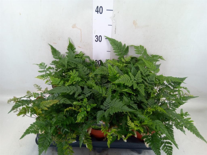 <h4>Humata griffithiana var. tyermannii</h4>