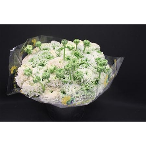 Cl Pon-pon Igloo Xxl