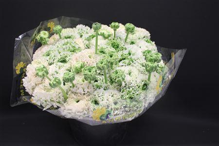 <h4>Cl Pon-pon Igloo Xxl</h4>