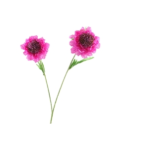 Scabiosa Fuchsia