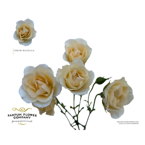 Rosa spray garden cream majolica