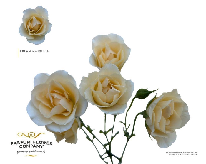 <h4>Rosa spray garden cream majolica</h4>