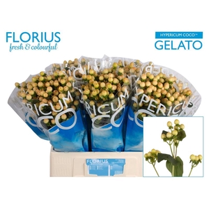 Hyp Coco Gelato Florius