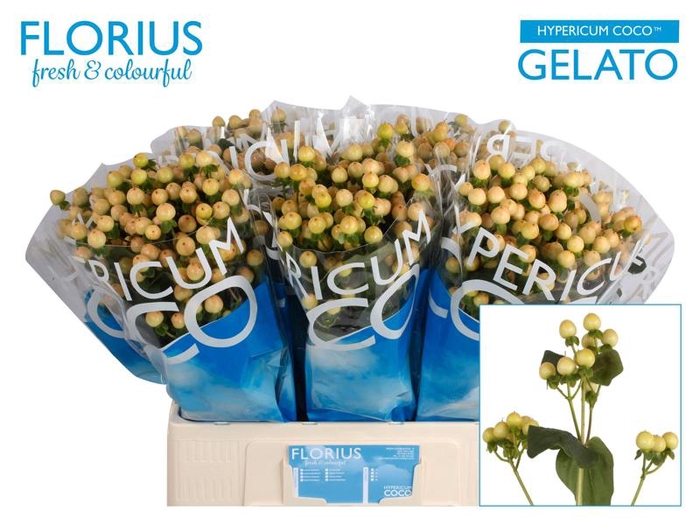<h4>Hyp Coco Gelato Florius</h4>