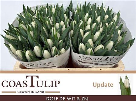 <h4>Tu En Update</h4>