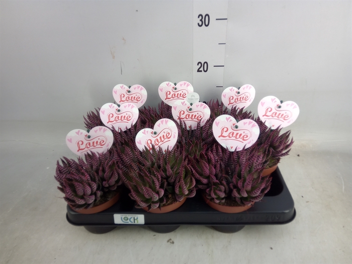 <h4>Haworthia   ...</h4>