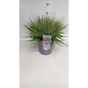 Eragrostis elliottii