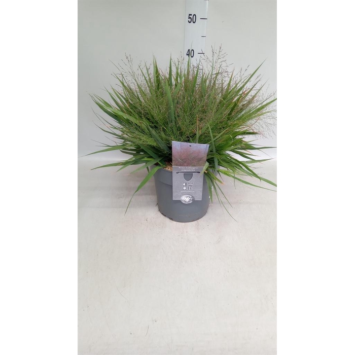 <h4>Eragrostis elliottii</h4>