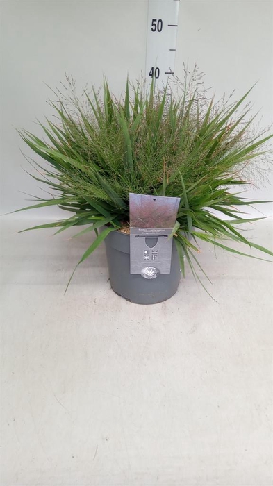 Eragrostis elliottii