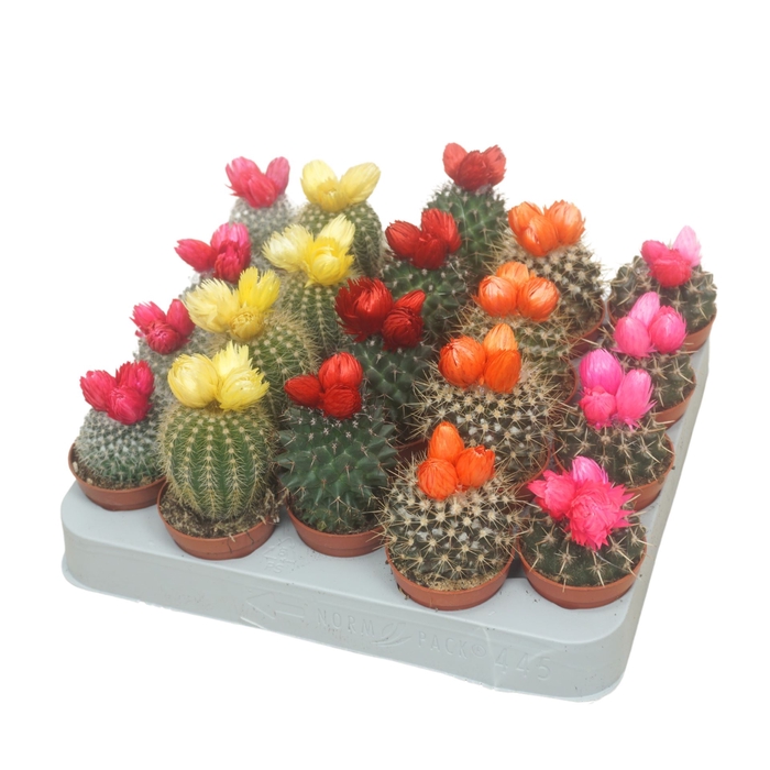 <h4>Cactus   ...decorated</h4>