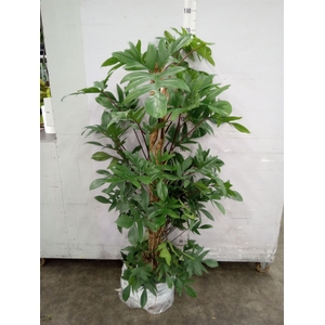 Philodendron pedatum