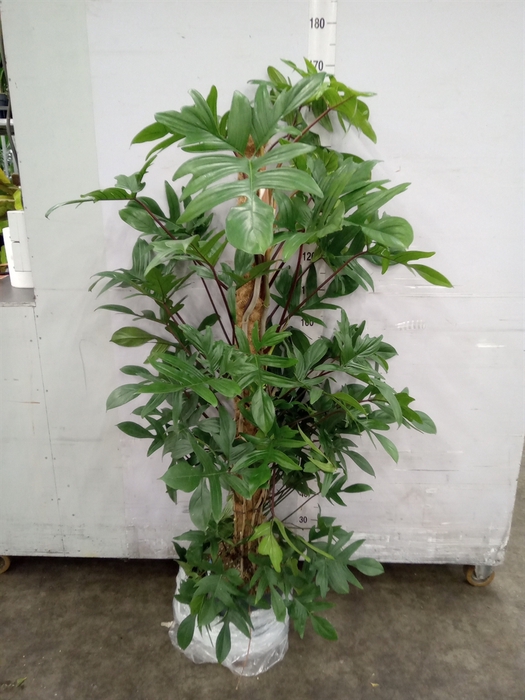 <h4>Philodendron pedatum</h4>