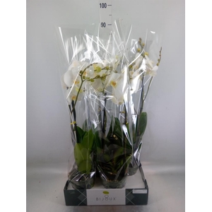 Phalaenopsis   ...white