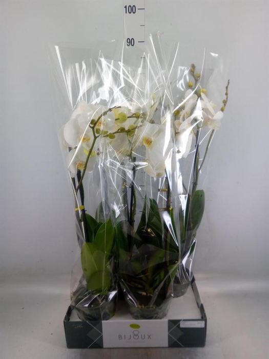<h4>Phalaenopsis   ...white</h4>