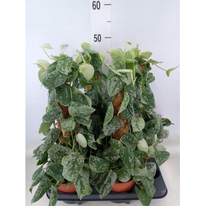 Scindapsus pictus 'Silvery Ann'