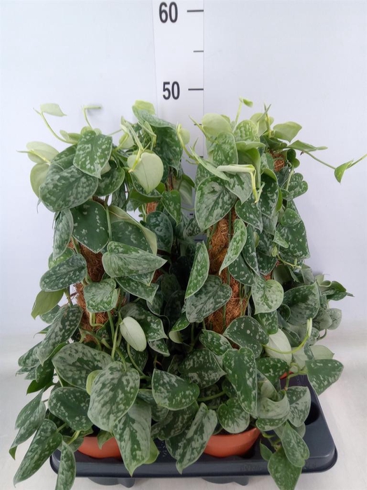 <h4>Scindapsus pictus 'Silvery Ann'</h4>