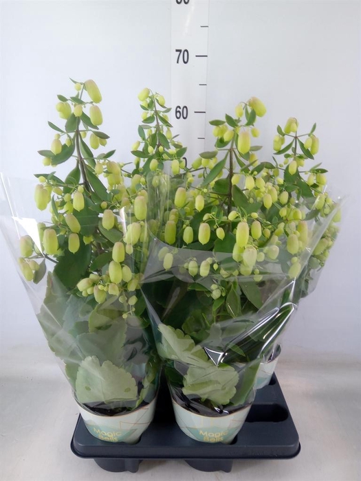 <h4>Kalanchoe  'Magic Bell'</h4>