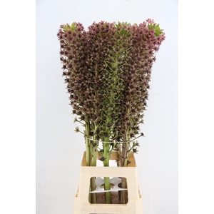 EUCOMIS EUCOMIS PINK GIN 90CM