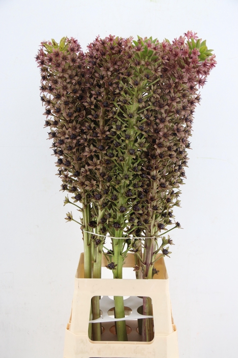 <h4>EUCOMIS EUCOMIS PINK GIN 90CM</h4>
