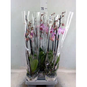 Phalaenopsis   ...rose