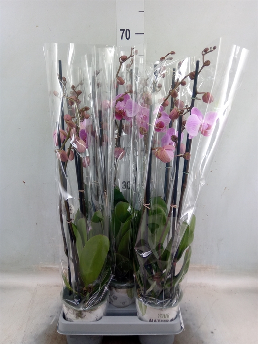 <h4>Phalaenopsis   ...rose</h4>