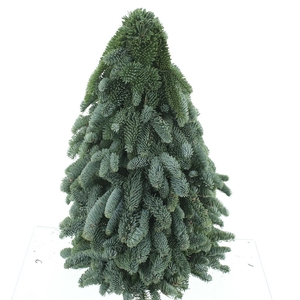 Nobilis Kerstboom 50cm