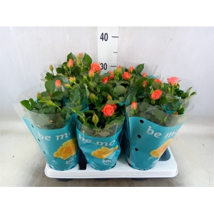 Rosa  'Orange Jewel'