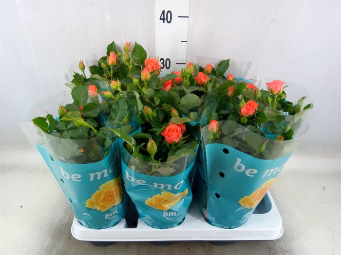 <h4>Rosa  'Orange Jewel'</h4>