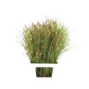 Bell Reed ( Per Tak)