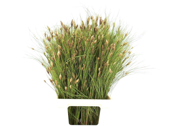 <h4>Bell Reed ( Per Tak)</h4>
